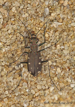 Cicindela ocellata